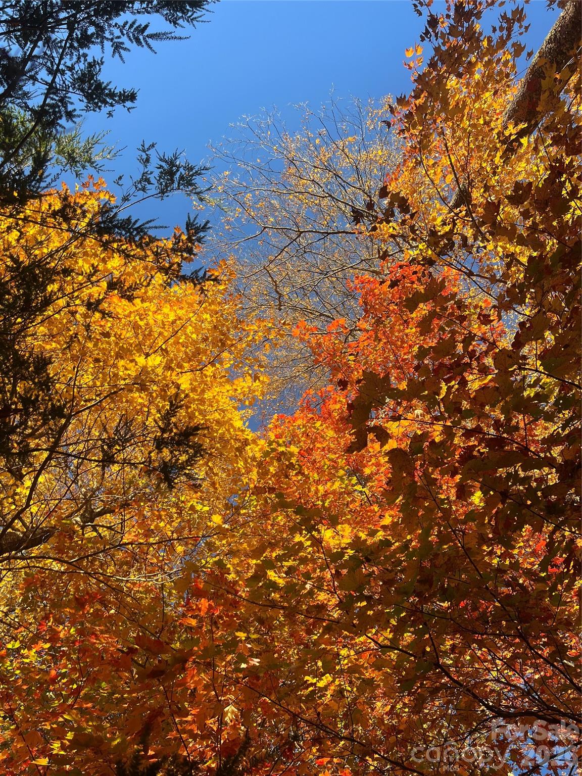 2778 Mule Stomp Road Hot Springs, NC 28743 - Photo 41 of 48