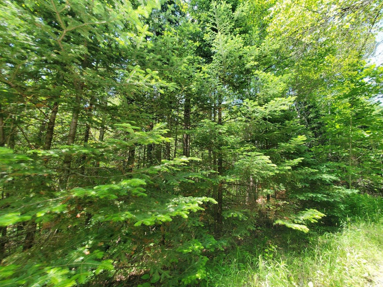 0 Morgan Road Burnham, ME 04922 - Photo 38 of 69 20250617_124248