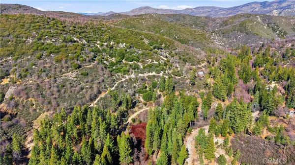 a view of a lush green forest with trees in the background