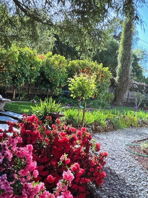 2198 Avy Avenue Menlo Park, CA 94025 - Photo 36 of 39 a view of a flower in a garden