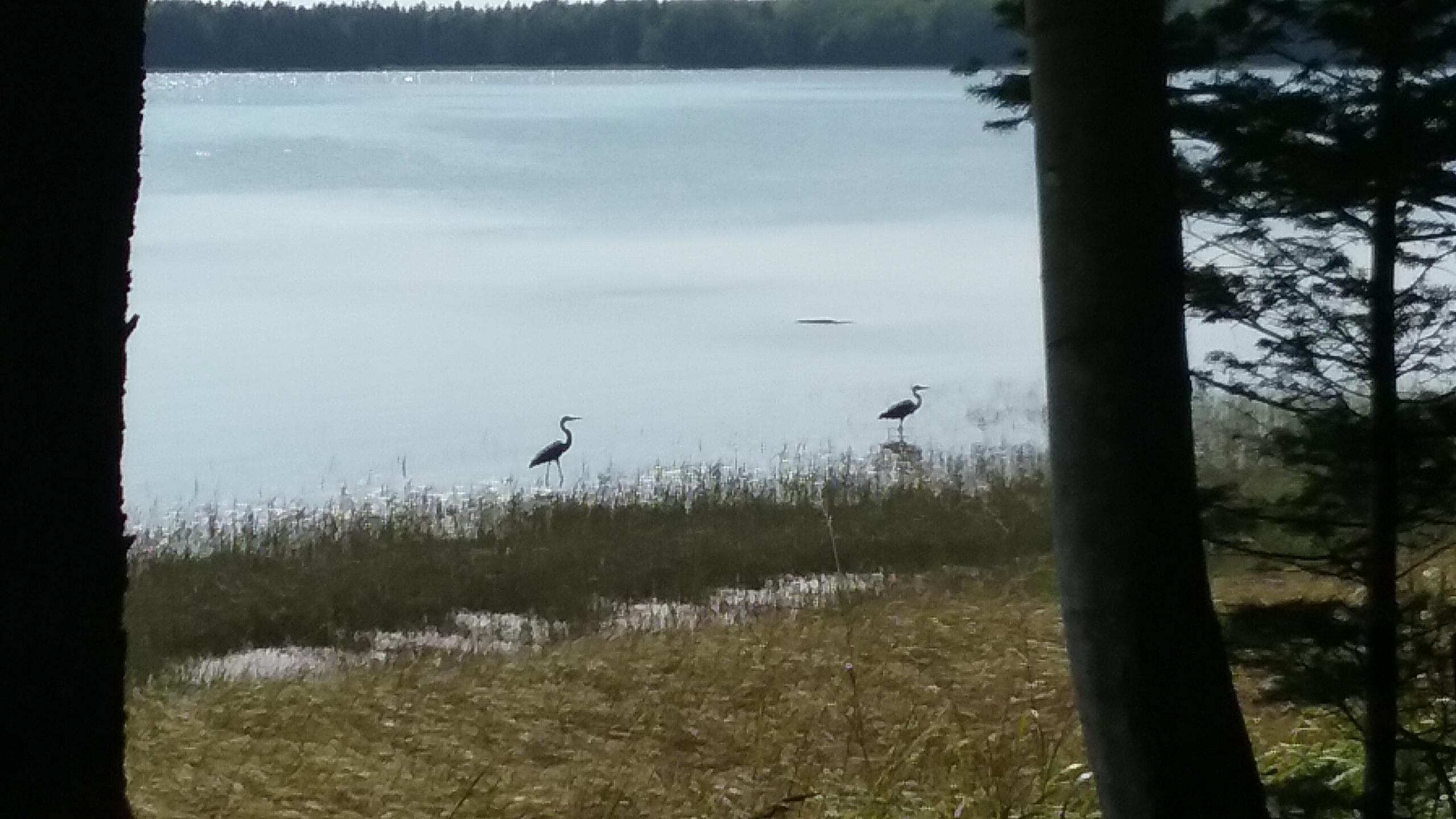 207 Rays Point Road Milbridge, ME 04658 - Photo 35 of 37 34_wildlife_blueherons_20230906_135116