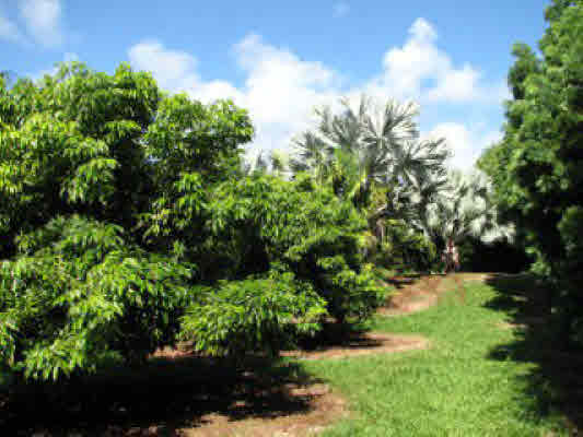 1 Kaiwiki Road Hilo, HI 96720 - Photo 4 of 25 a view of a garden