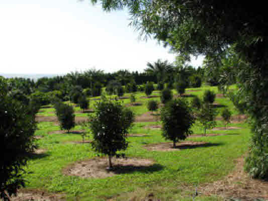 1 Kaiwiki Road Hilo, HI 96720 - Photo 8 of 25 a view of a garden