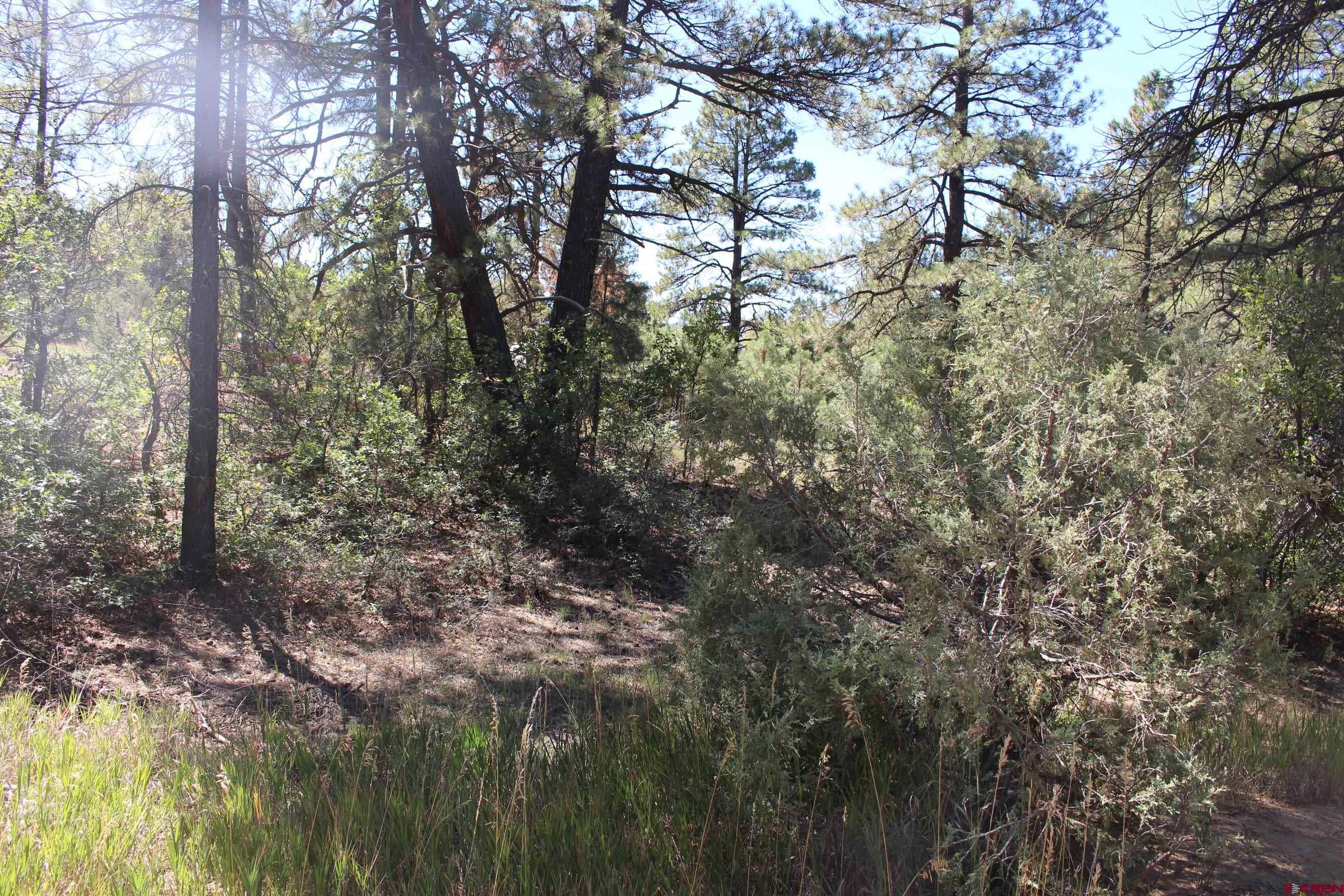 1222 Crooked Road Pagosa Springs, CO 81147 - Photo 11 of 30 a view of forest