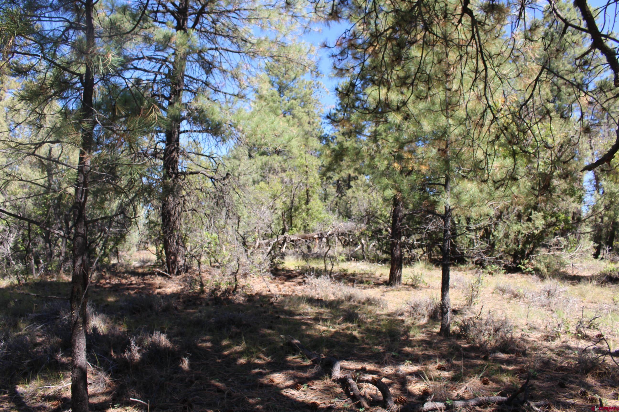 1222 Crooked Road Pagosa Springs, CO 81147 - Photo 14 of 30 a view of a yard with a tree