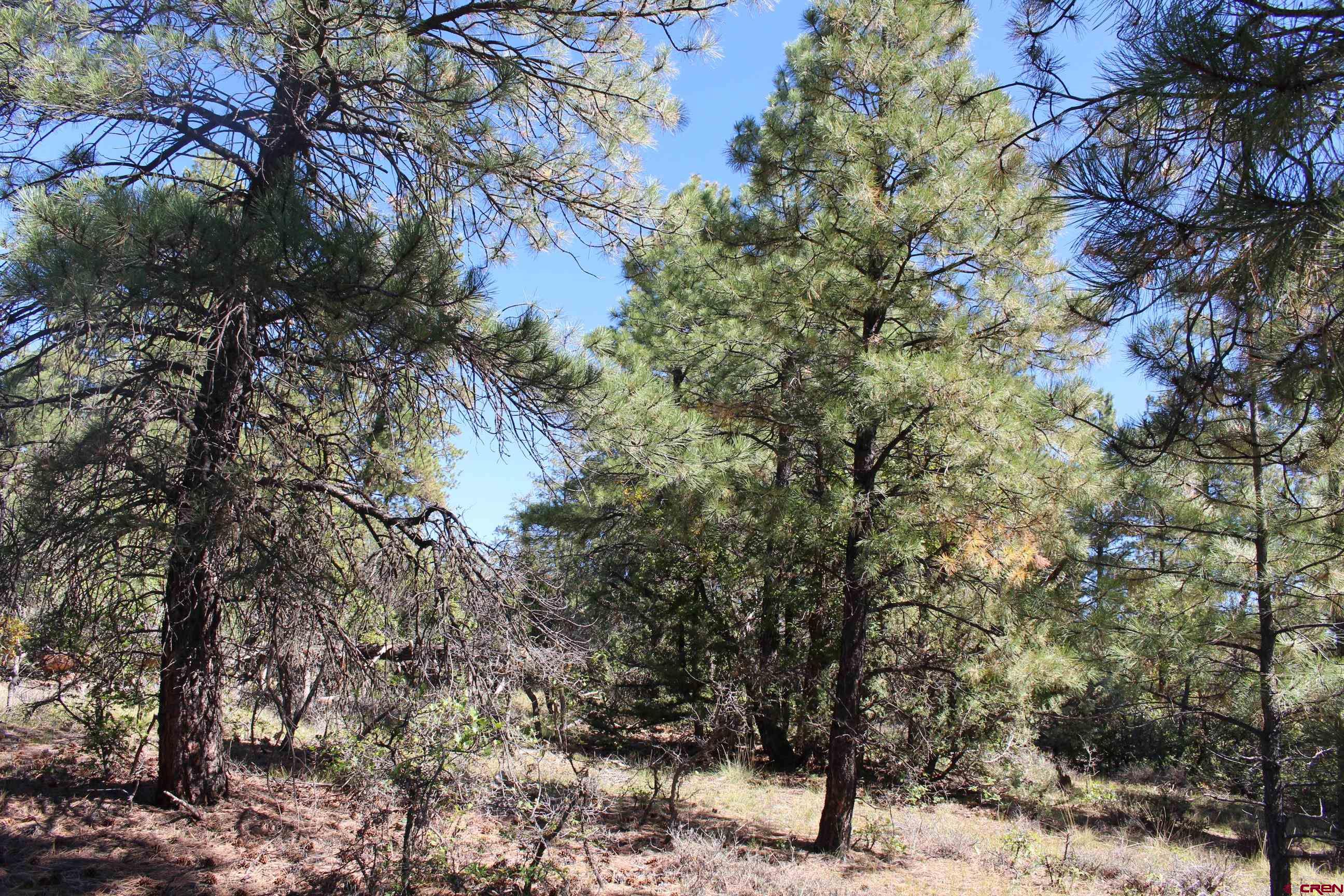 1222 Crooked Road Pagosa Springs, CO 81147 - Photo 17 of 30 a view of a tree with a yard