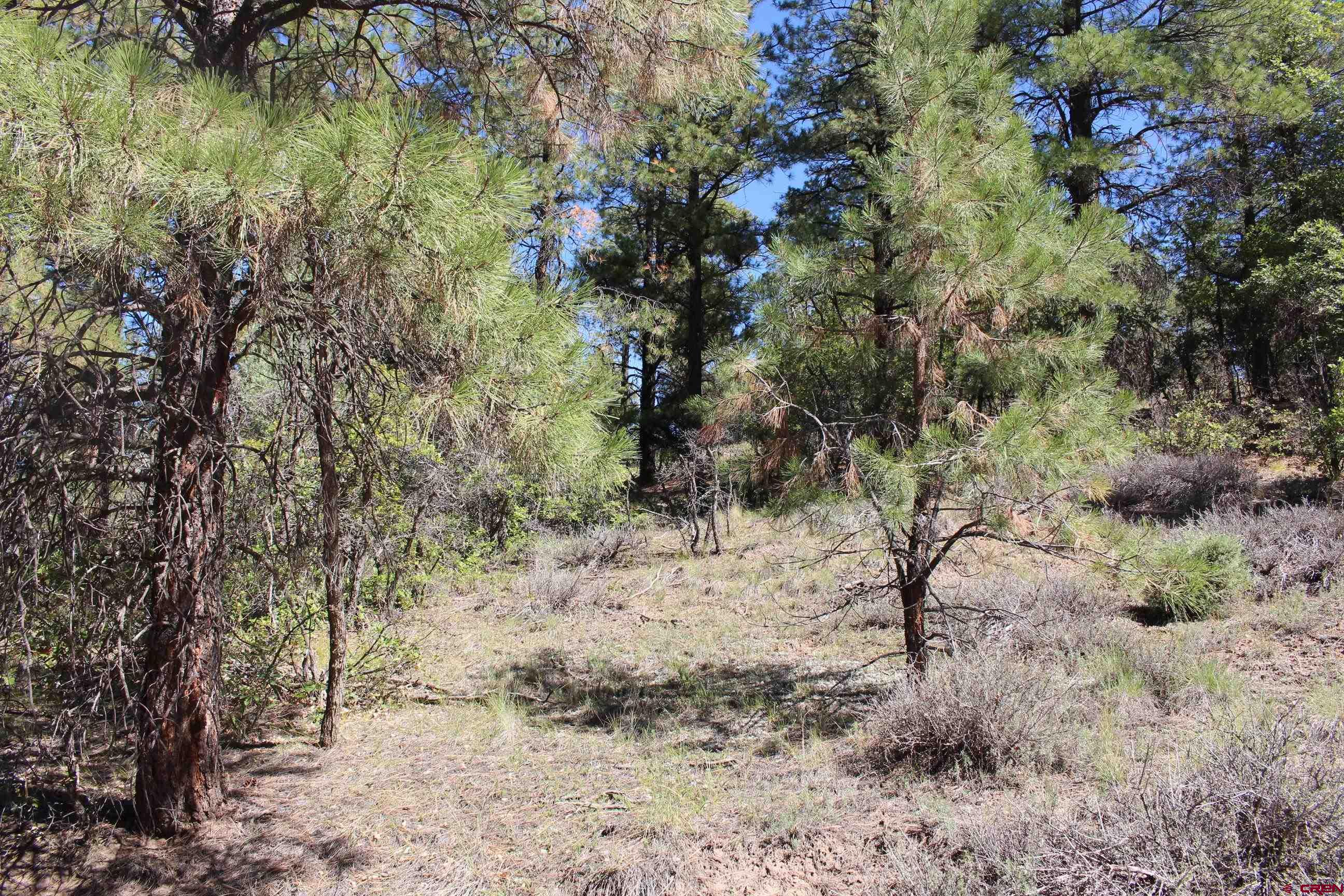1222 Crooked Road Pagosa Springs, CO 81147 - Photo 18 of 30 a view of a dry yard with trees