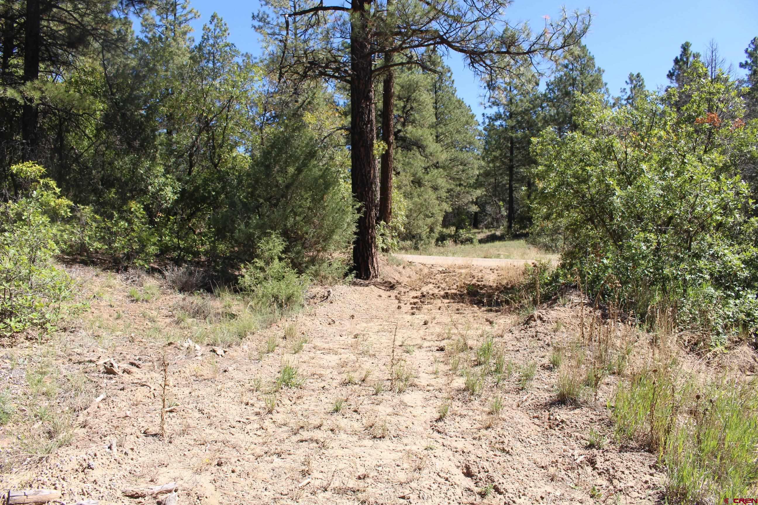1222 Crooked Road Pagosa Springs, CO 81147 - Photo 2 of 30 a view of a yard with trees