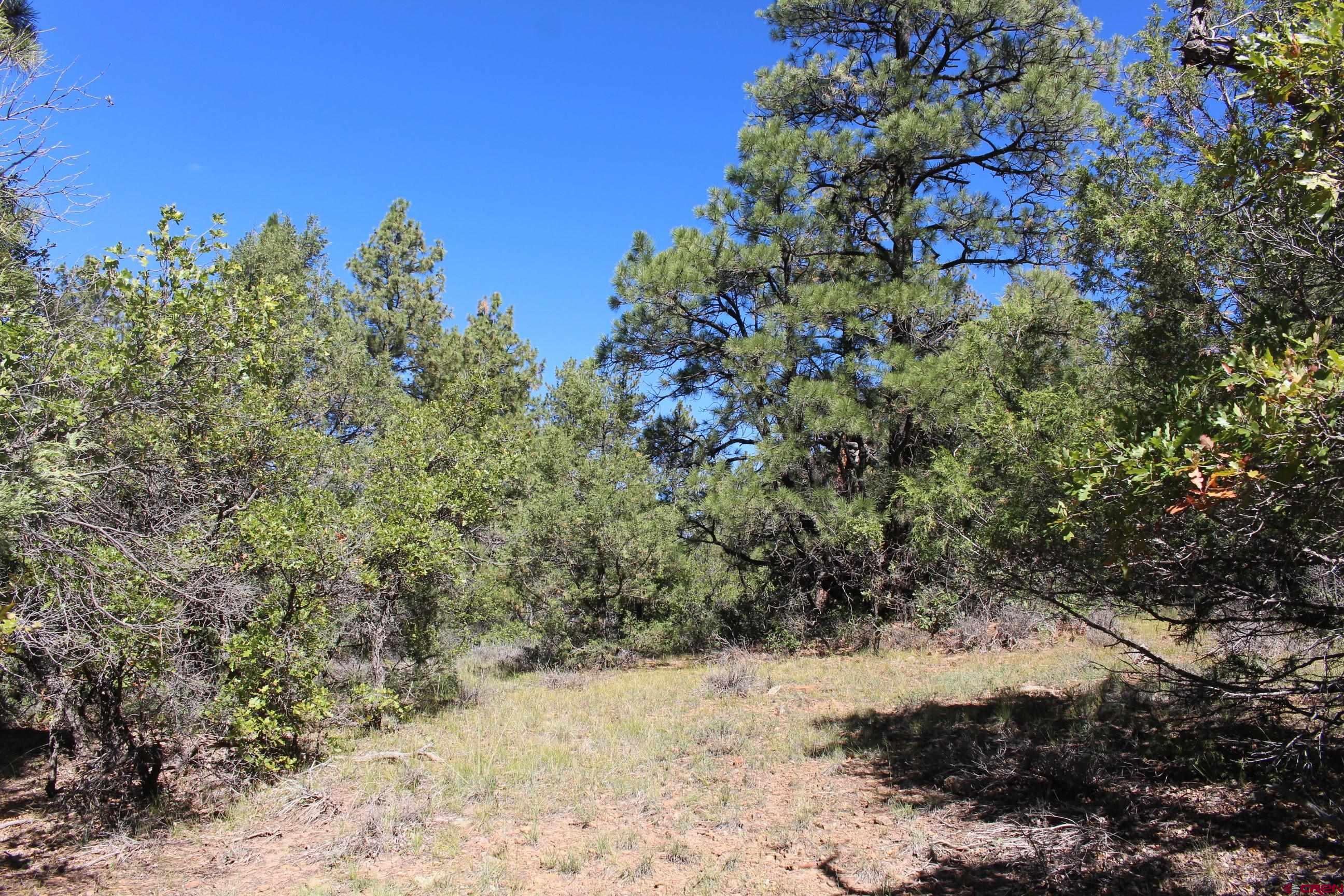 1222 Crooked Road Pagosa Springs, CO 81147 - Photo 21 of 30 a view of a large yard with lots of bushes