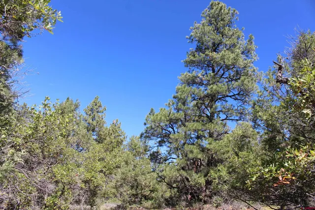a view of a tree in a yard