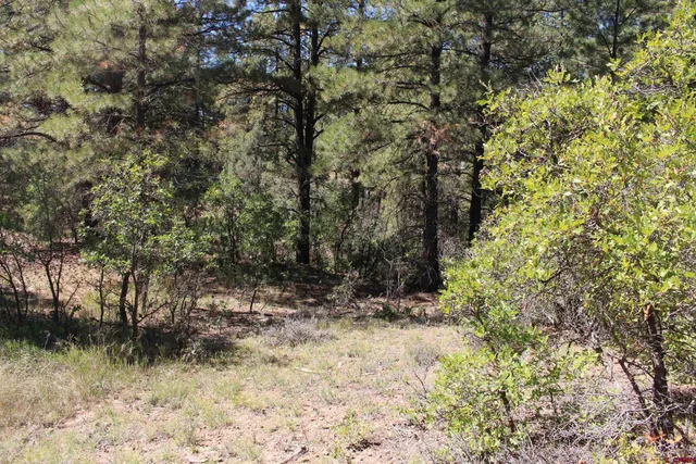a view of a yard with plants and trees