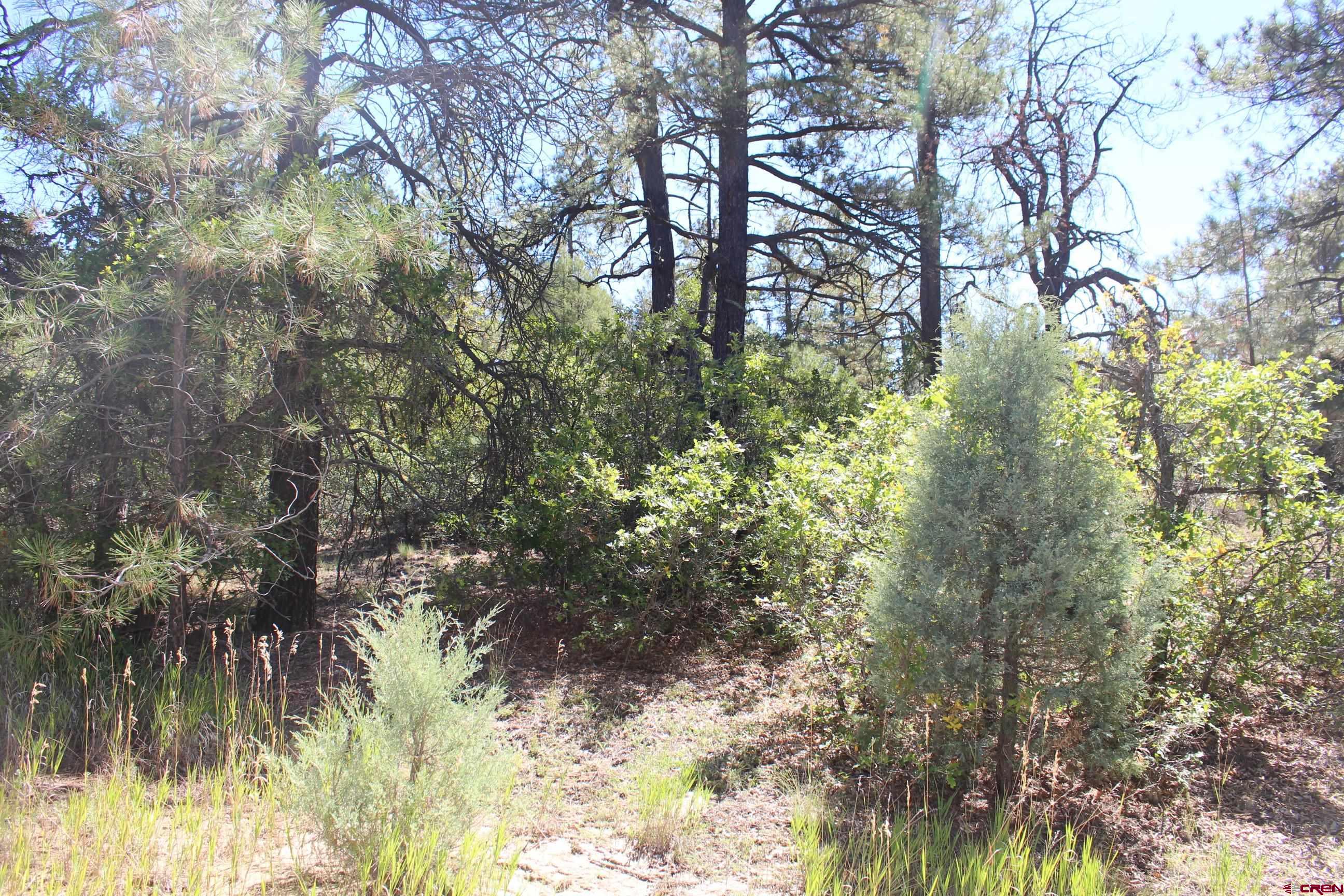 1222 Crooked Road Pagosa Springs, CO 81147 - Photo 25 of 30 a view of a yard