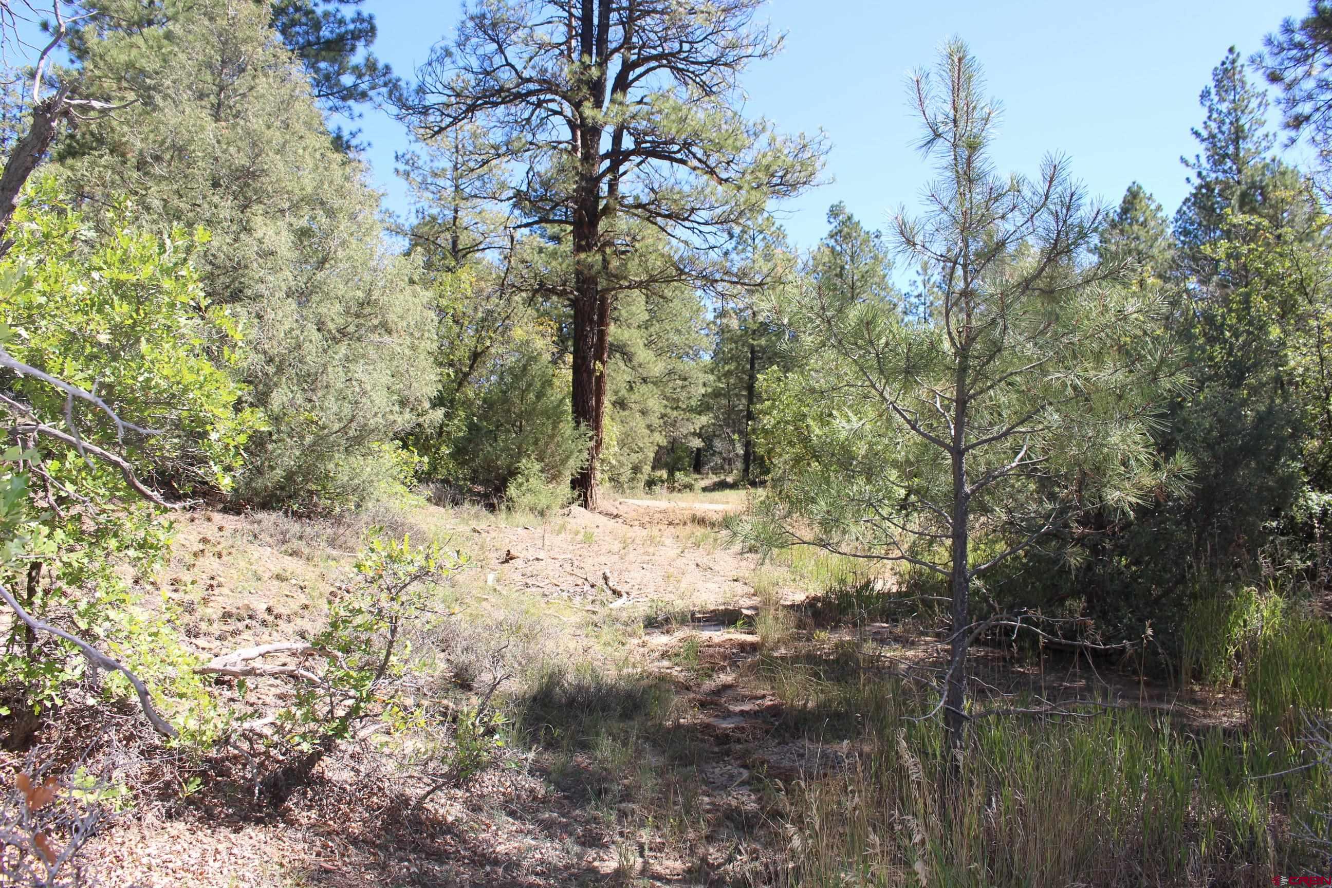 1222 Crooked Road Pagosa Springs, CO 81147 - Photo 26 of 30 a view of a yard with a tree