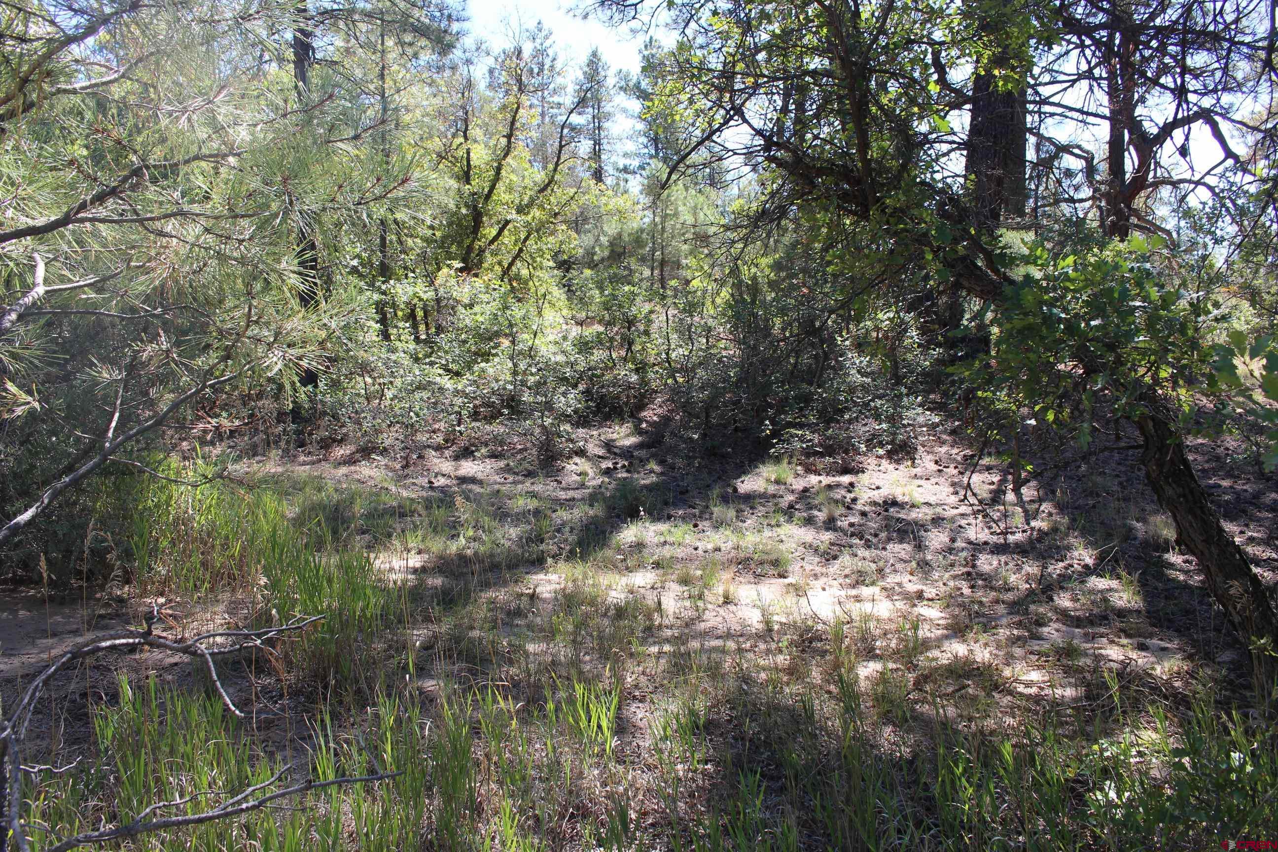 1222 Crooked Road Pagosa Springs, CO 81147 - Photo 27 of 30 a view of a tree in a backyard of a house