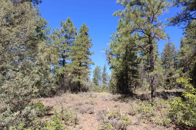 a view of a dry yard with trees