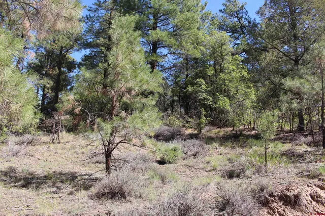 a view of a yard with plants and trees