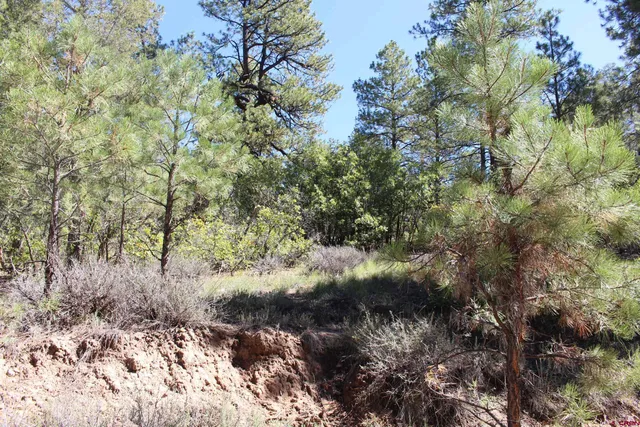 a view of a forest with a tree