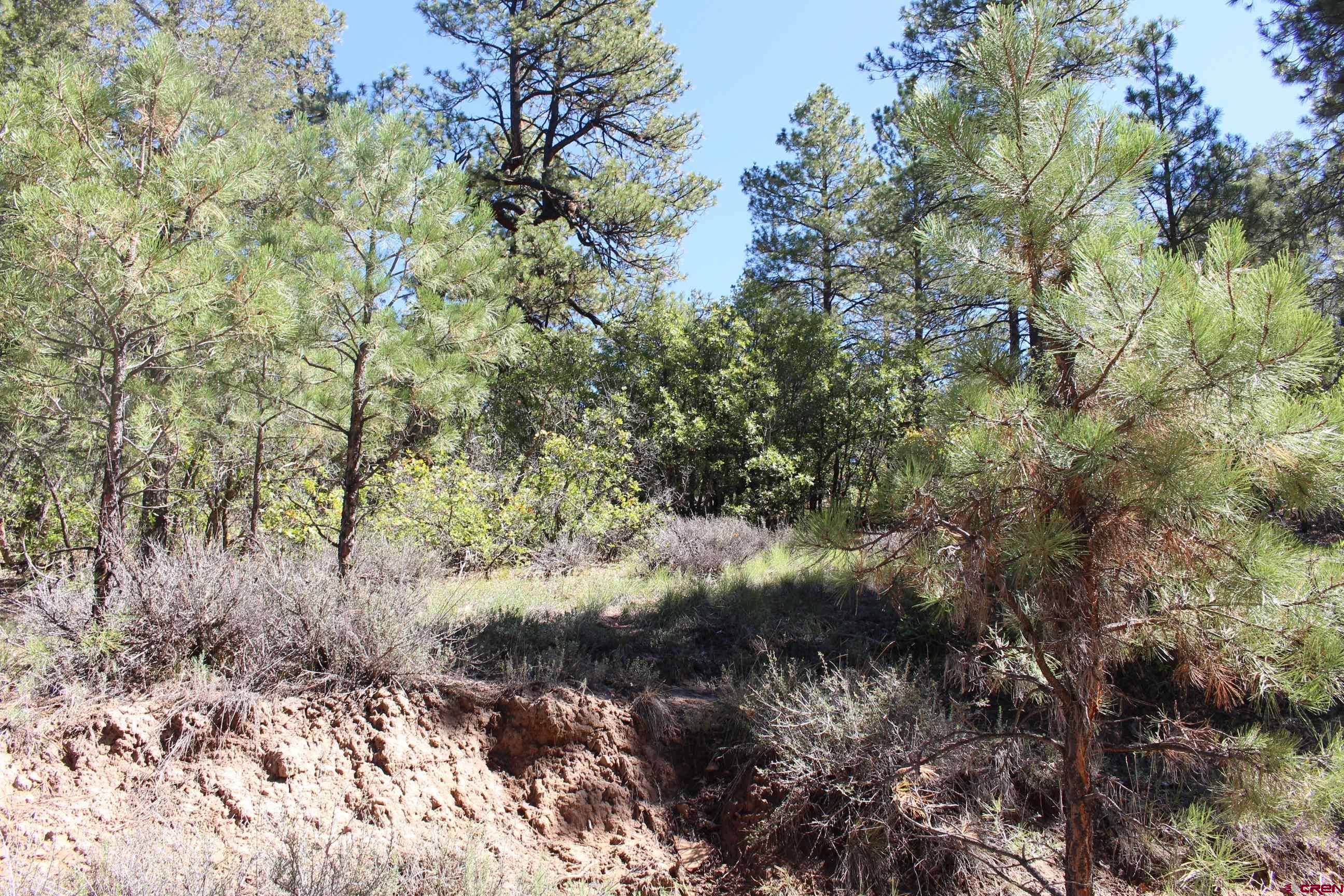 1222 Crooked Road Pagosa Springs, CO 81147 - Photo 4 of 30 a view of a forest with a tree