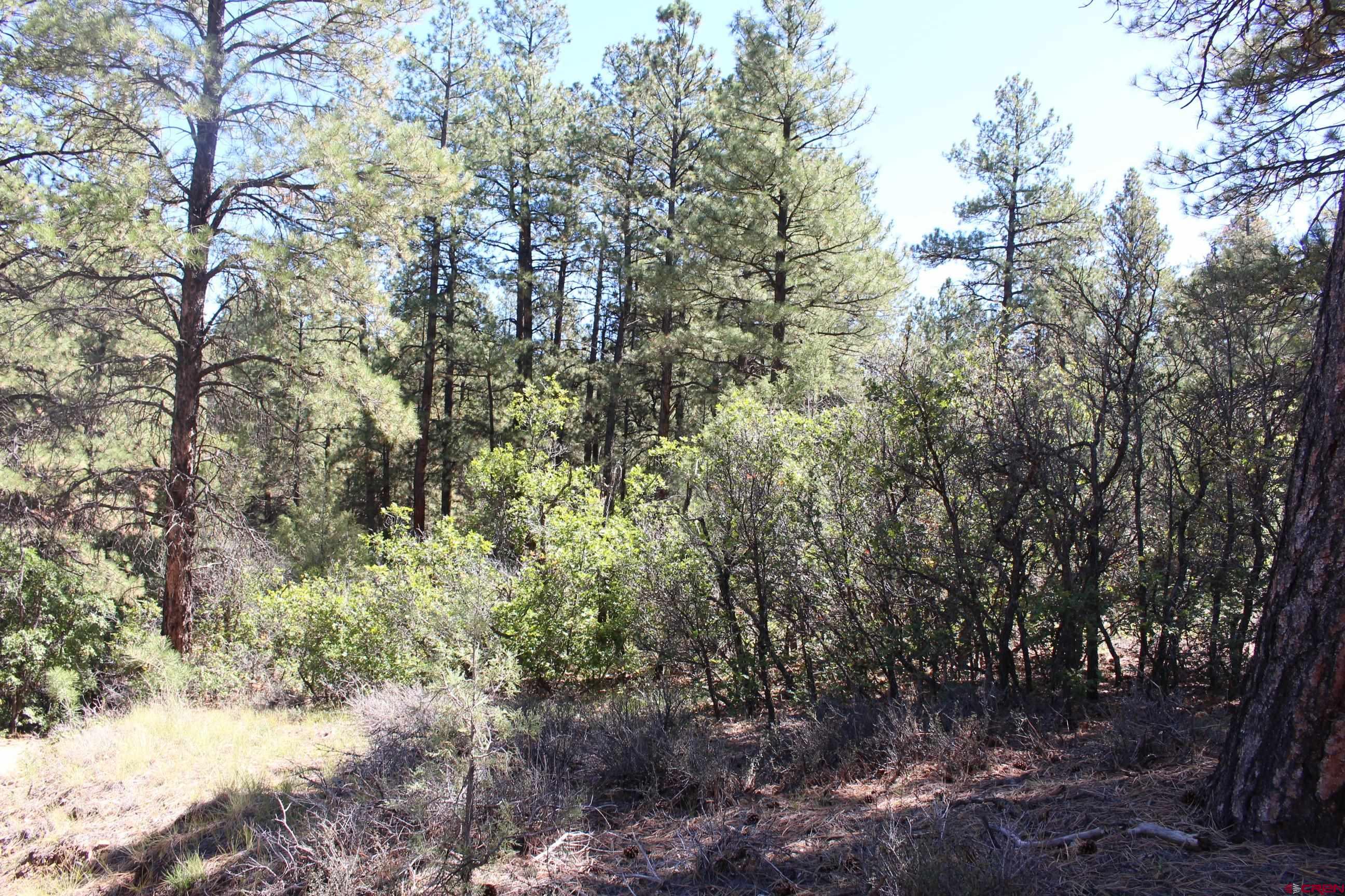 1222 Crooked Road Pagosa Springs, CO 81147 - Photo 5 of 30 a view of a forest with trees in the background