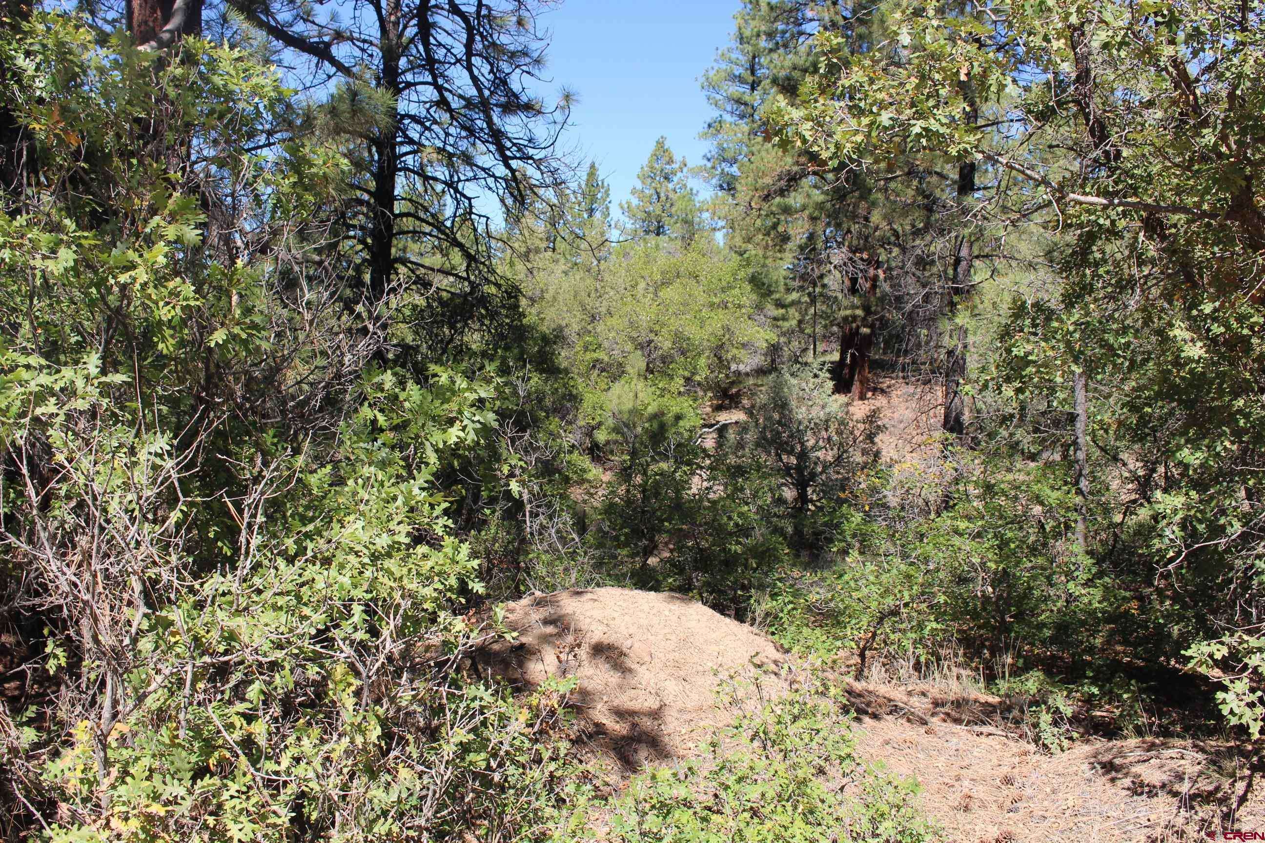 1222 Crooked Road Pagosa Springs, CO 81147 - Photo 6 of 30 a view of a yard with a tree
