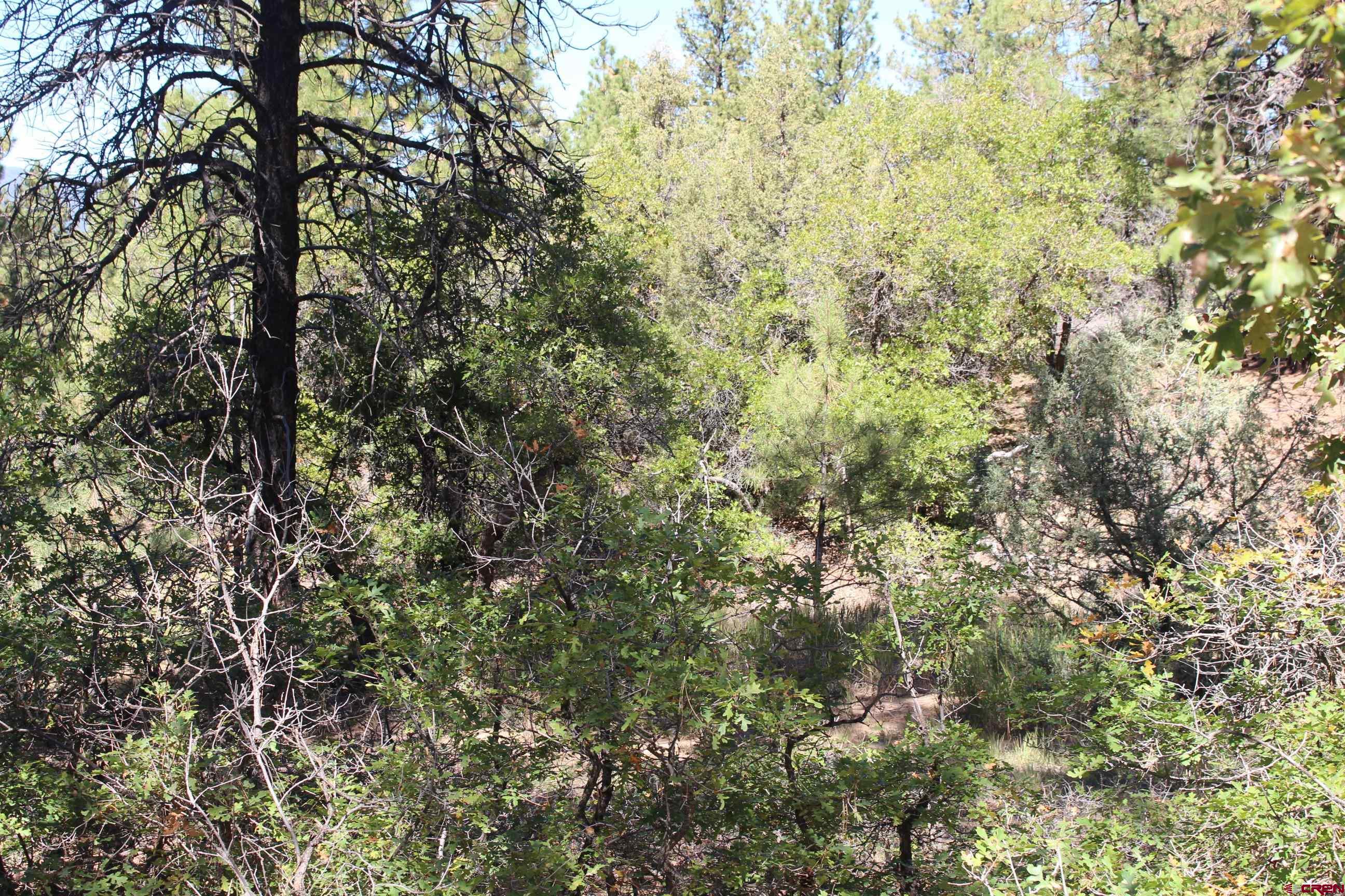 1222 Crooked Road Pagosa Springs, CO 81147 - Photo 7 of 30 a view of a yard with a tree