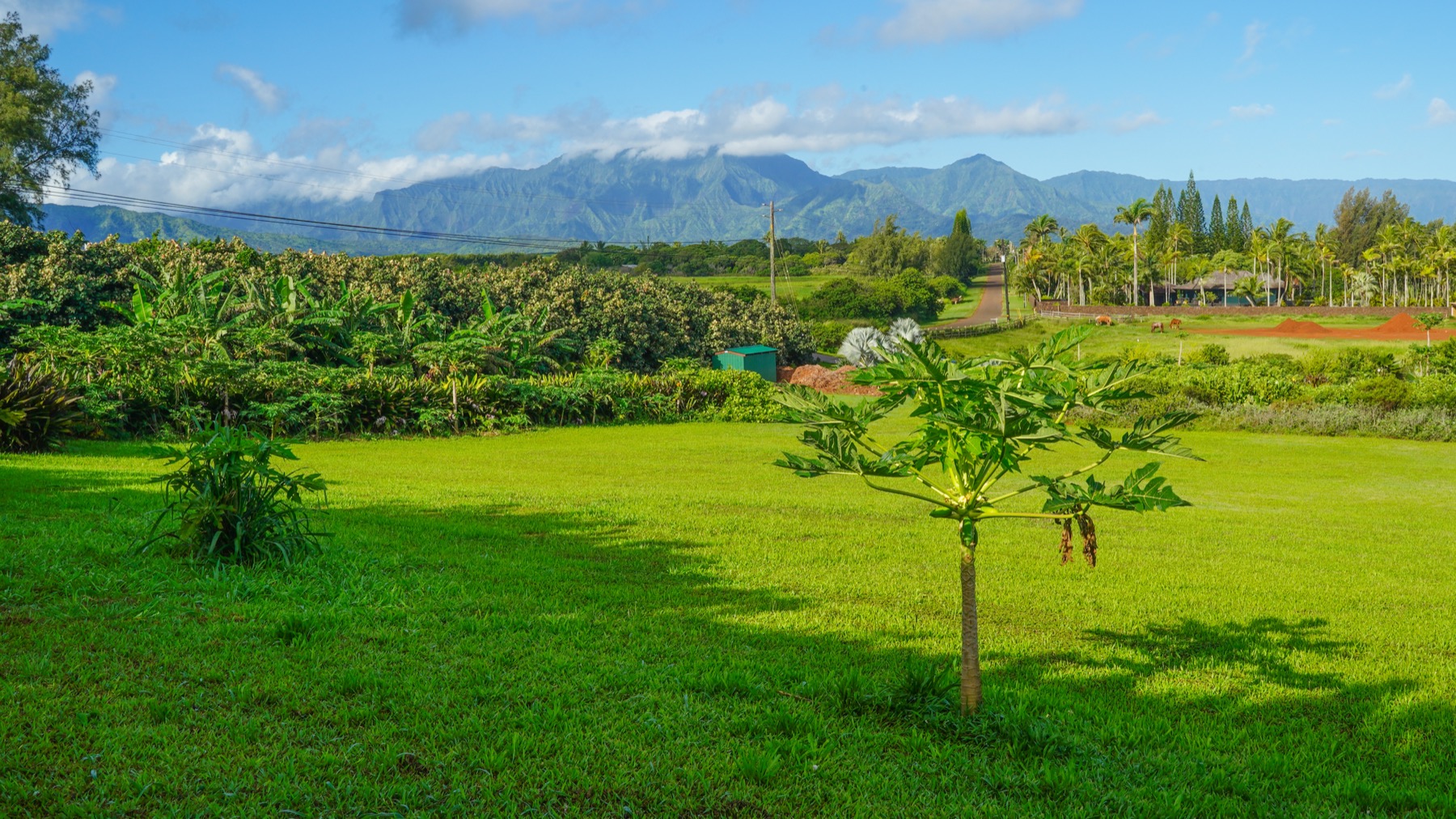 Kauapea Road Kilauea, HI 96754 - Photo 20 of 23 a view of a garden
