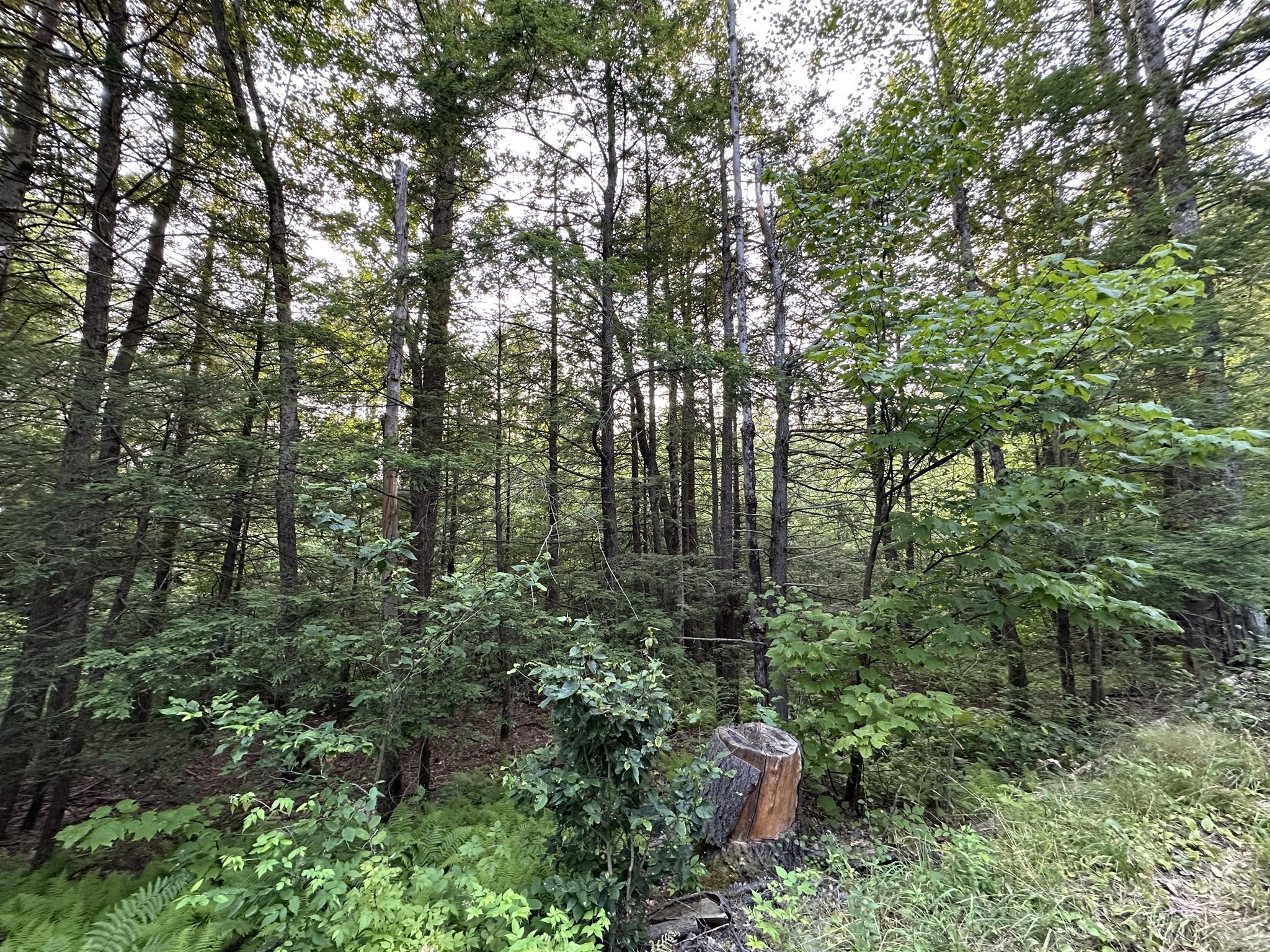 0 Shaw Road Cummington, MA 01026 - Photo 2 of 9 Gallery Image 2