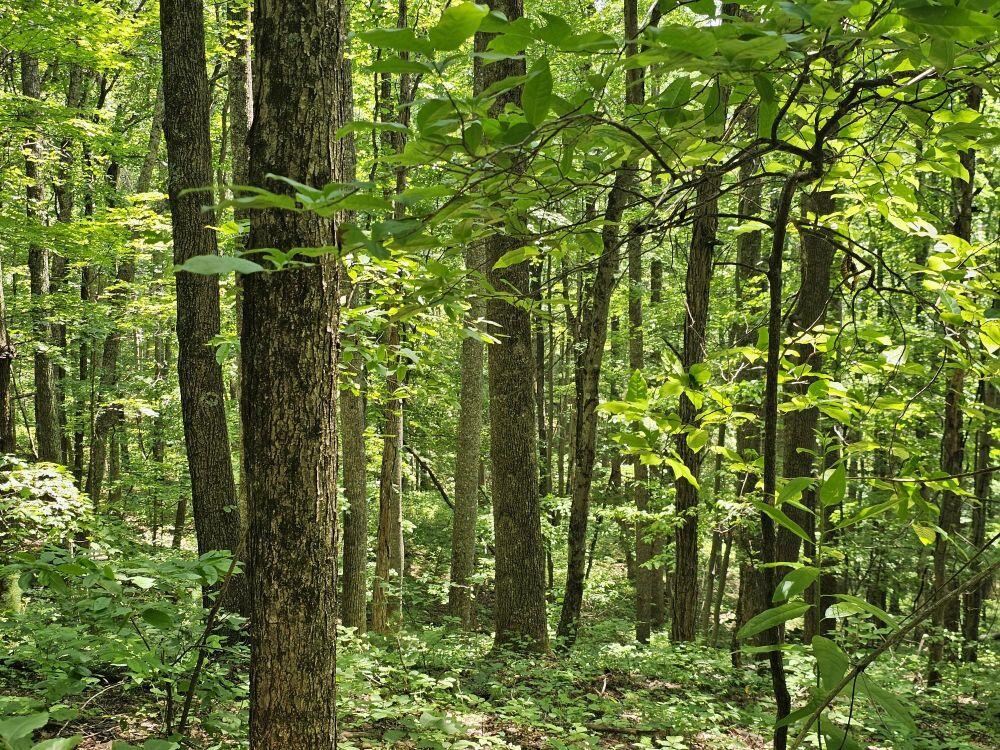 5618 Ellison Ridge Road Jumping Branch, WV 25969 - Photo 5 of 39 Gallery Image 5