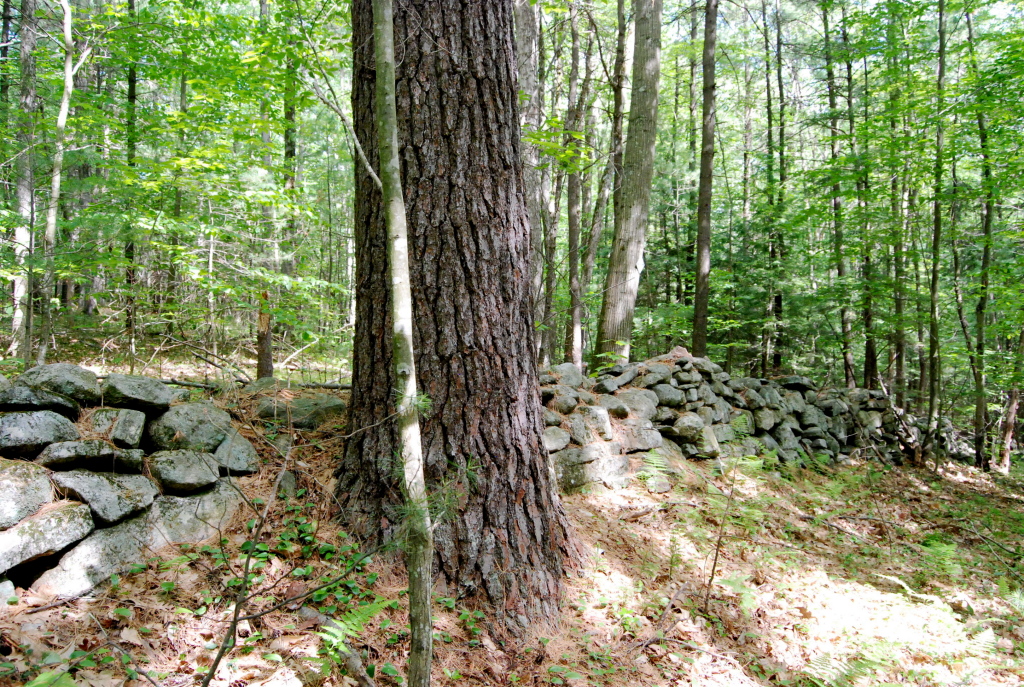 24 Blue Hill Road Monterey, MA 01245 - Photo 34 of 35 a view of outdoor space and garden