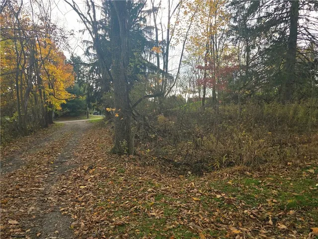 a view of a yard with trees