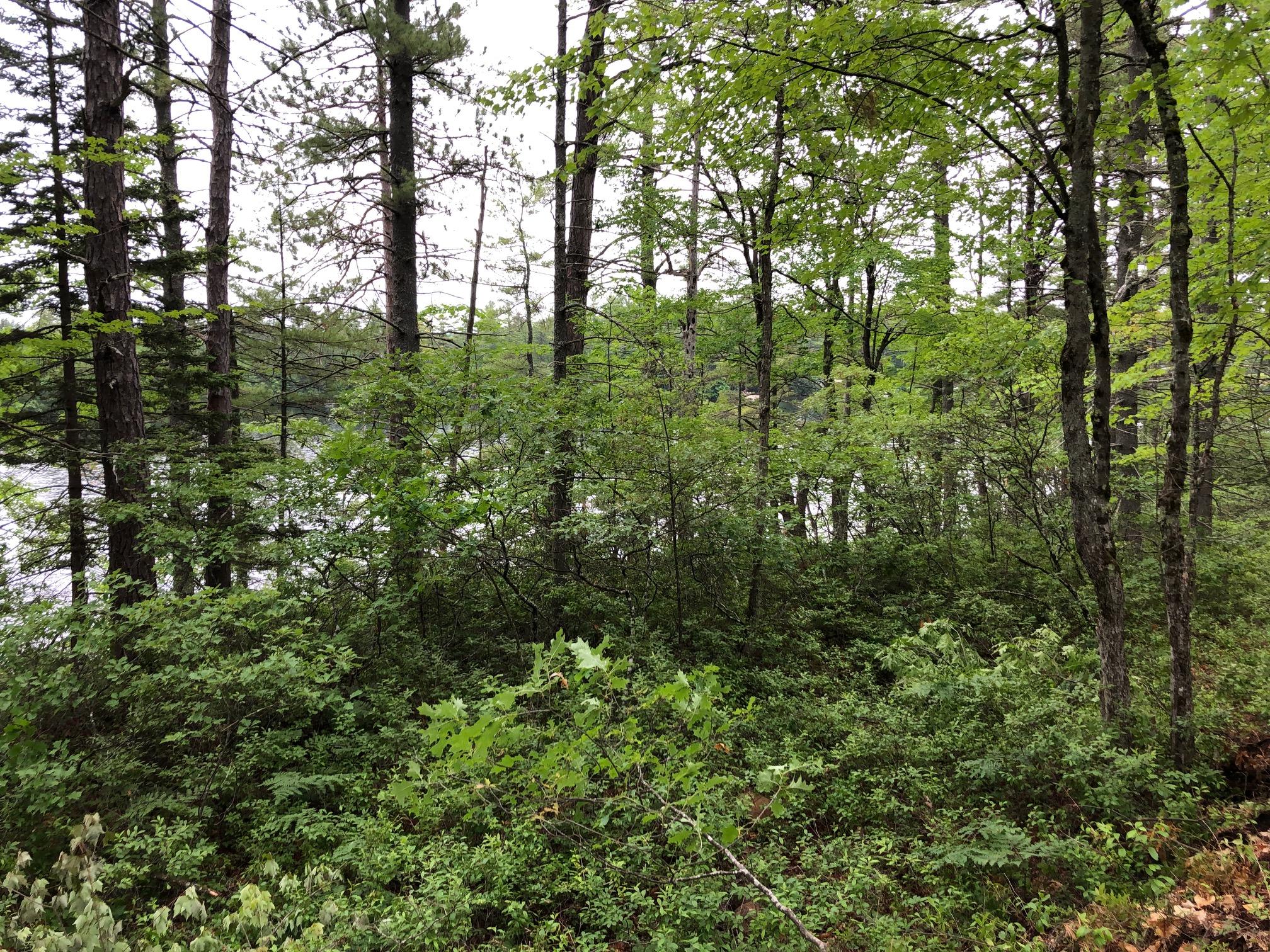 26-acres Acton Ridge Road Acton, ME 04001 - Photo 5 of 10 EDC73A05-5C5D-485D-AE95-B7072A53099B