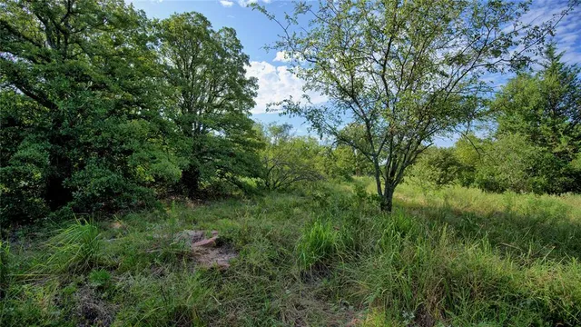 a view of a lush green forest
