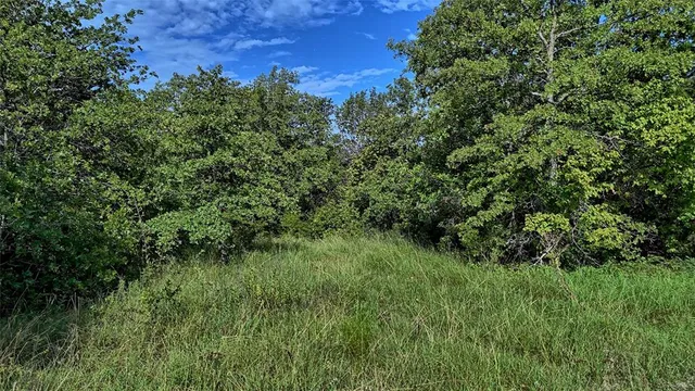 a view of a lush green space