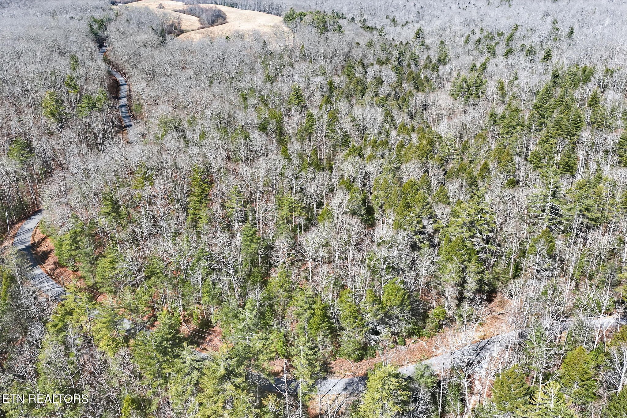 0 Dogwood Road Grandview, TN 37337 - Photo 11 of 20 a close up of a plant