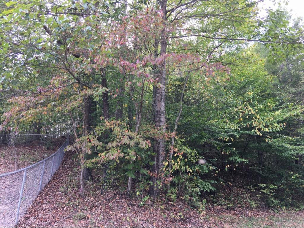 Tbd Simerly Creek Road Hampton, TN 37658 - Photo 4 of 8 Photo 4