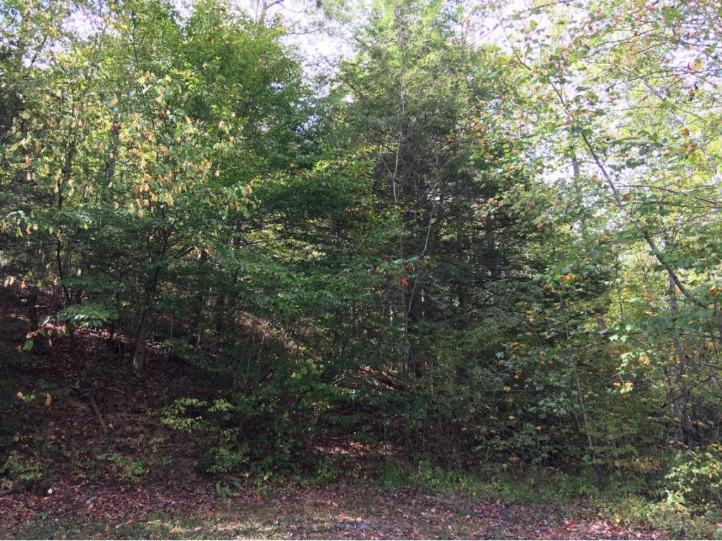 Tbd Simerly Creek Road Hampton, TN 37658 - Photo 7 of 8 Photo 7