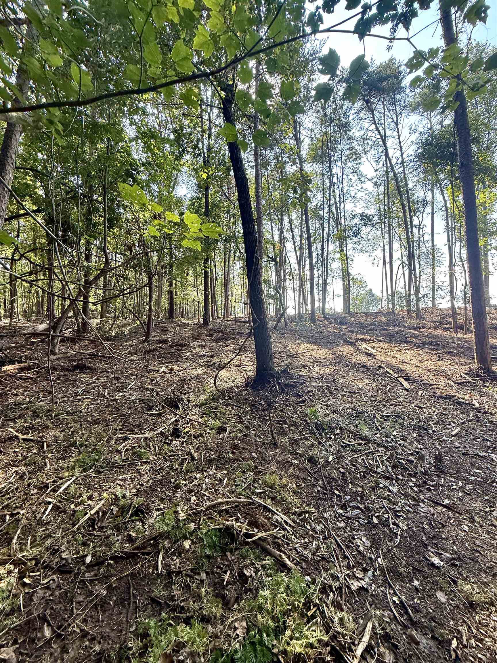 0 Thompson Road Greer, SC 29651 - Photo 3 of 16