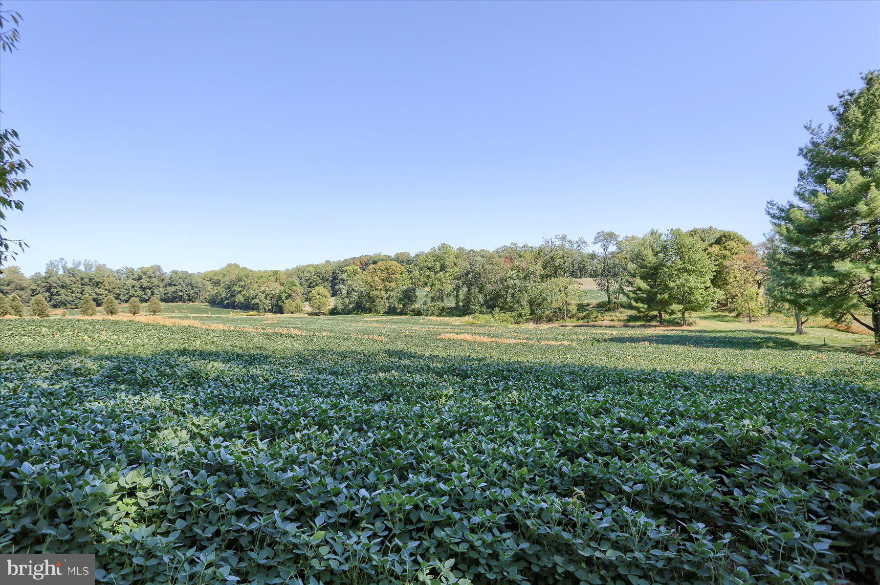 830 Stauffers Church Road Palmyra, PA 17078 - Photo 8 of 53 View from rear yard