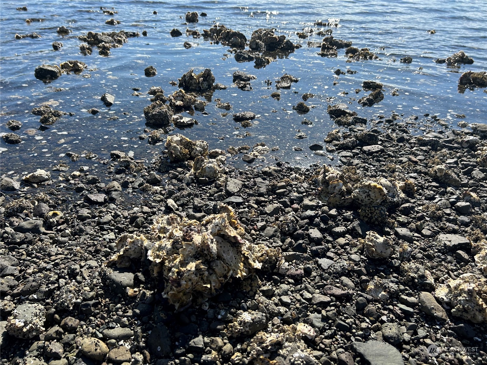 41 Cove Way Brinnon, WA 98320 - Photo 32 of 39 a view of a tree