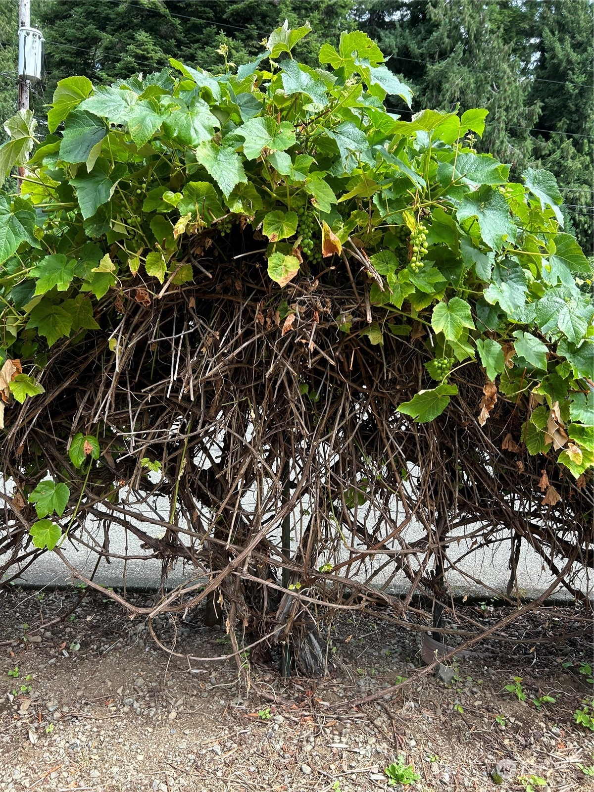 41 Cove Way Brinnon, WA 98320 - Photo 36 of 39 a backyard of a house