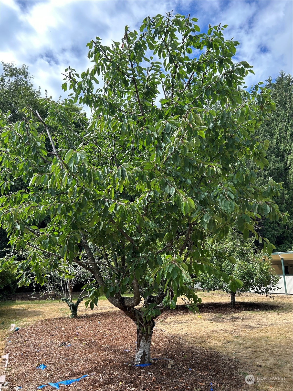 41 Cove Way Brinnon, WA 98320 - Photo 37 of 39 a view of a tree in front of a yard