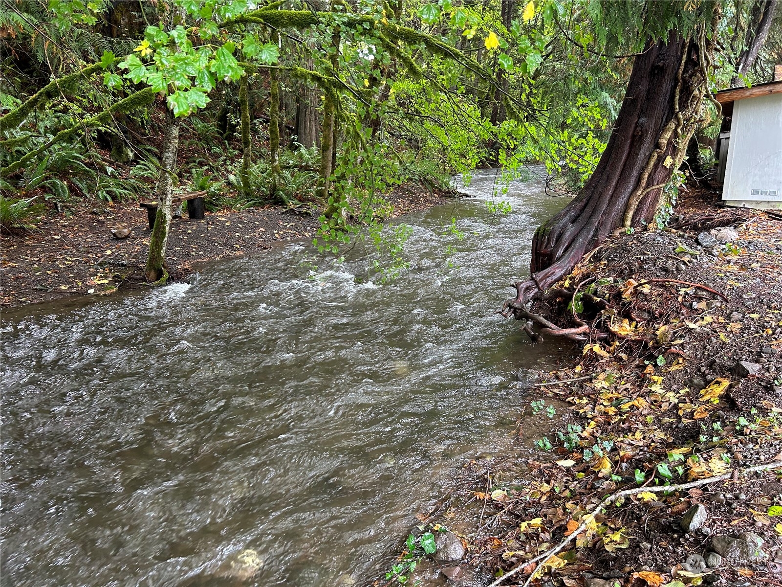 41 Cove Way Brinnon, WA 98320 - Photo 39 of 39 a backyard of a house with lots of green space