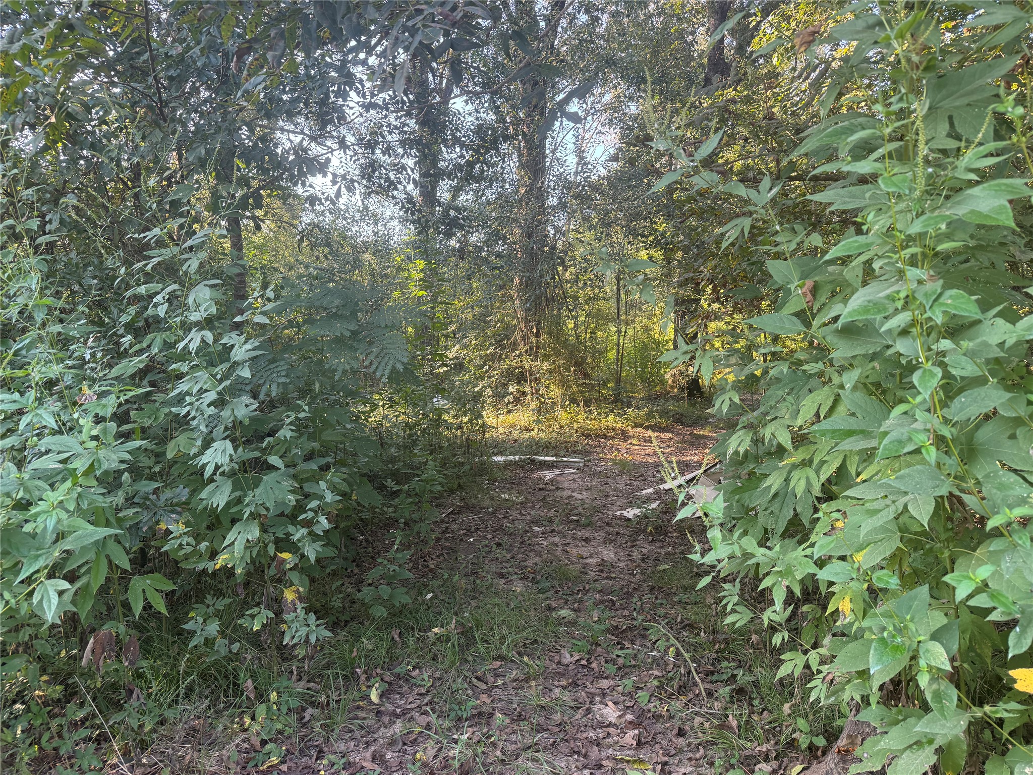 Tbd Richard Street Coldspring, TX 77331 - Photo 2 of 7