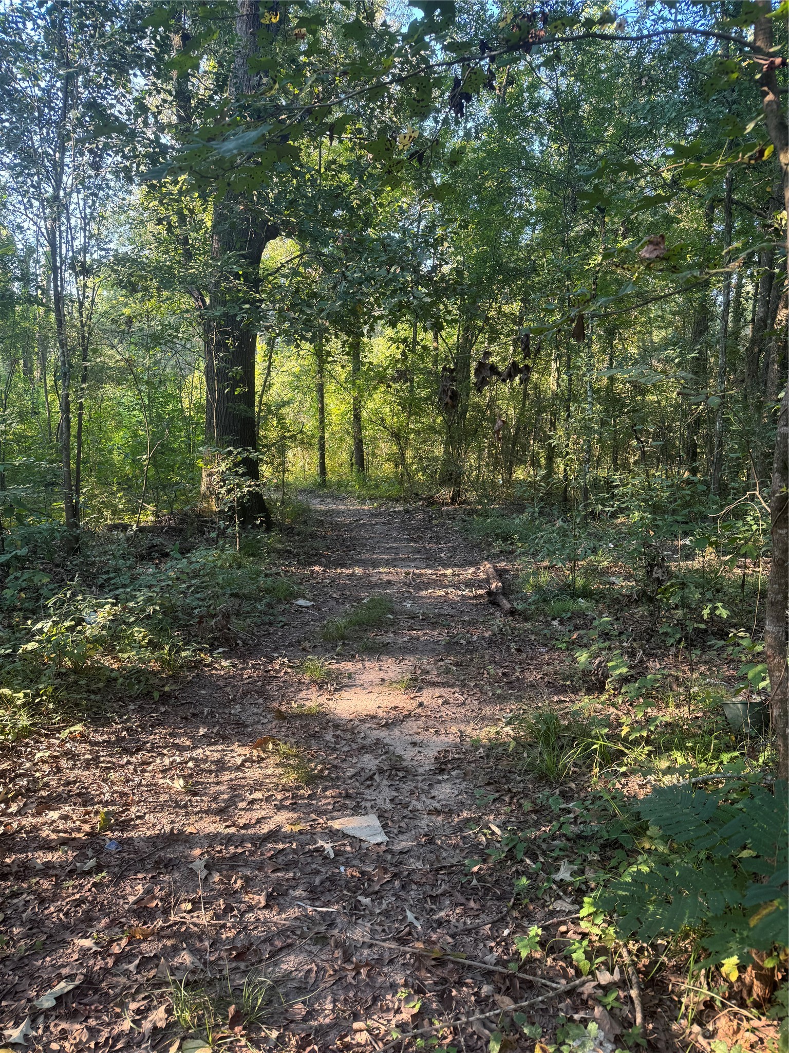 Tbd Richard Street Coldspring, TX 77331 - Photo 5 of 7