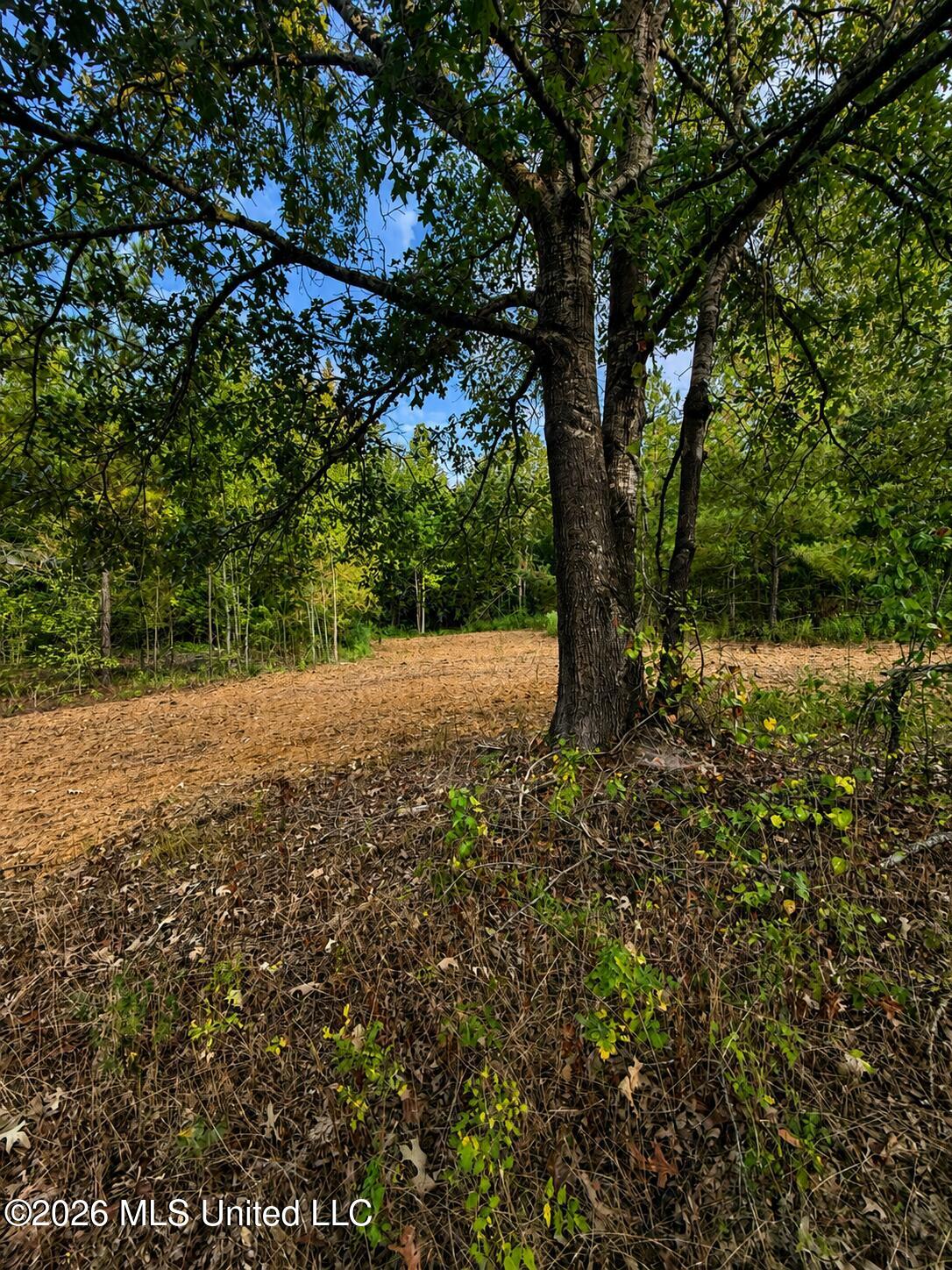 4827 Newport Road Pickens, MS 39146 - Photo 10 of 22 B263E7D3-3DA1-4E0F-B1D4-F338511C59B7