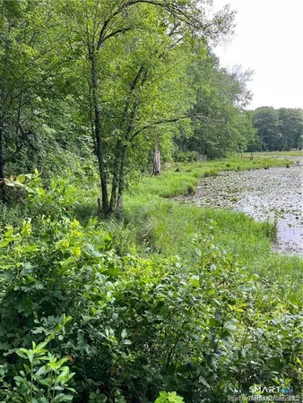 a view of a lush green forest