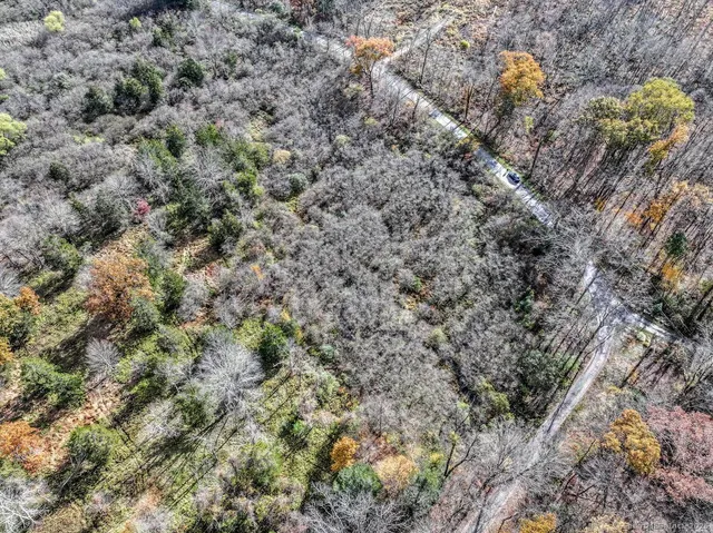 a view of a forest with lots of trees