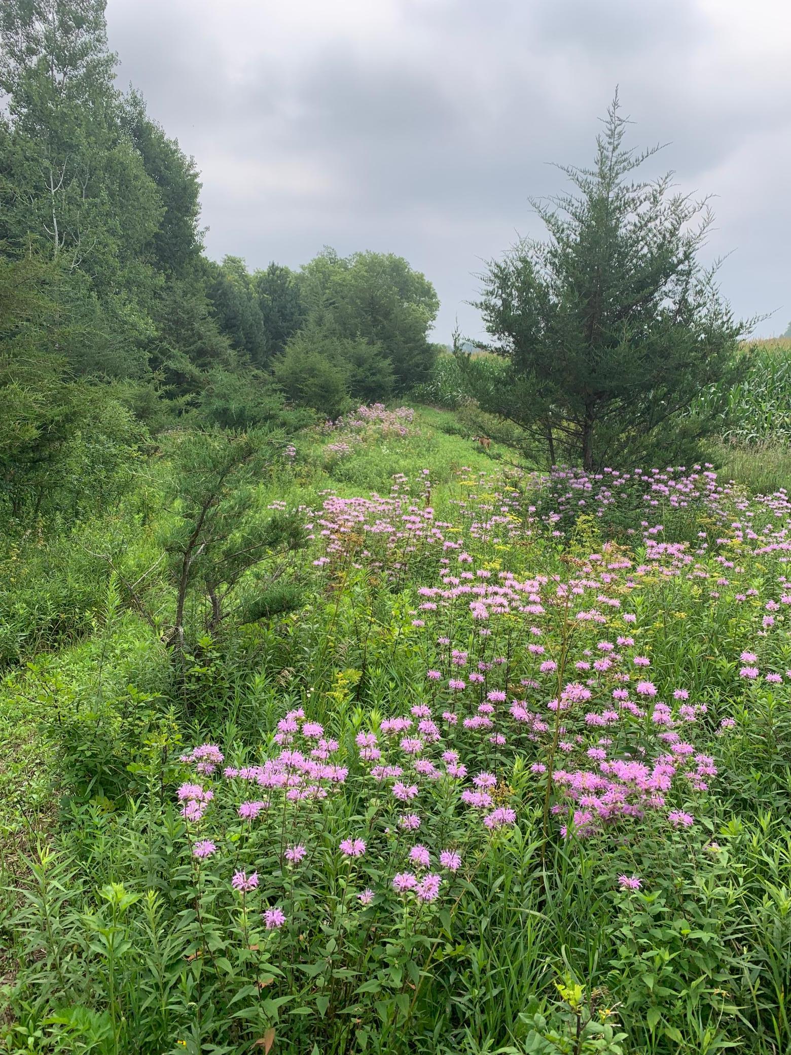 Tbd 75th Street Northwest Rochester, MN 55901 - Photo 18 of 42