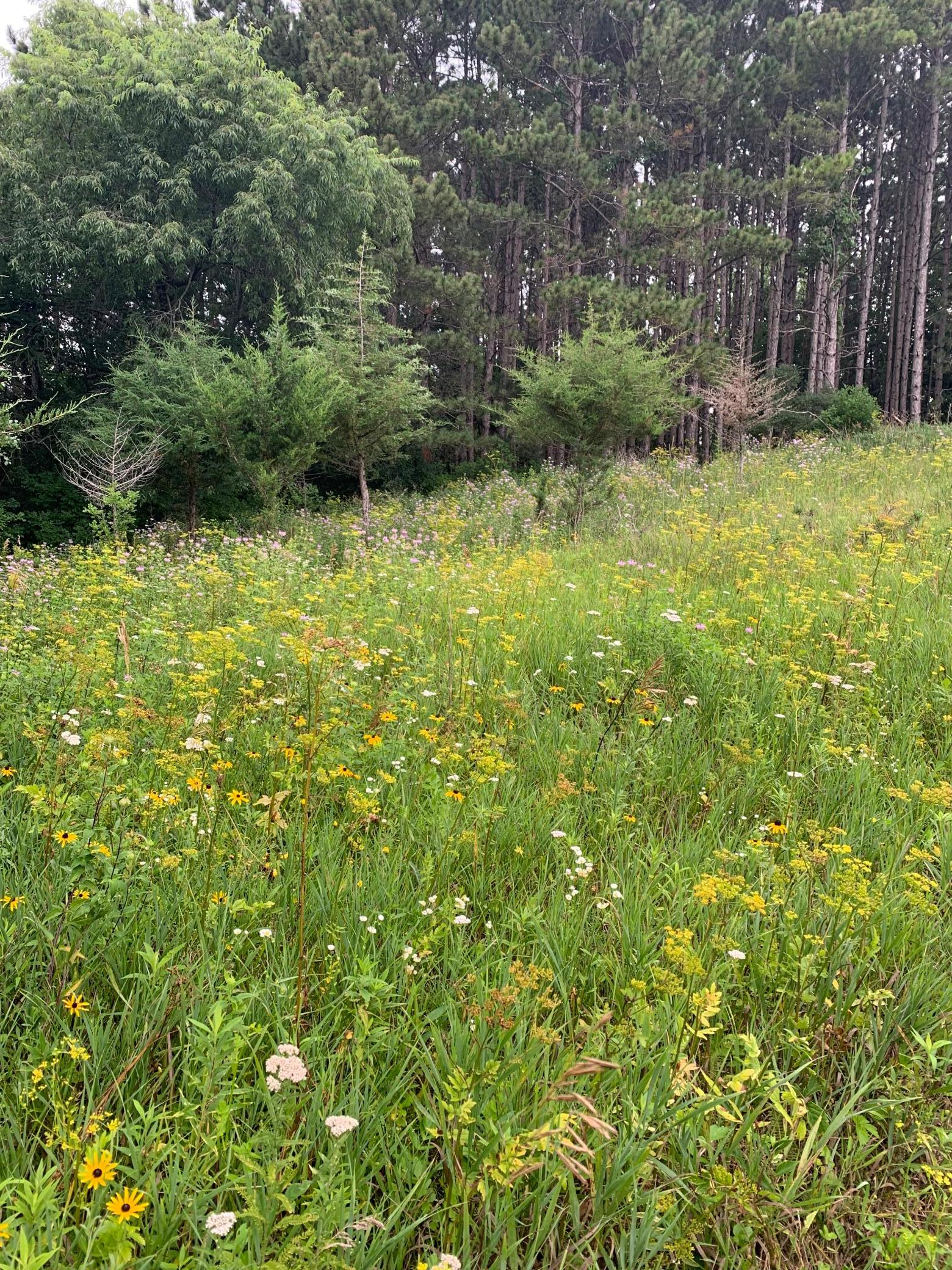 Tbd 75th Street Northwest Rochester, MN 55901 - Photo 19 of 42