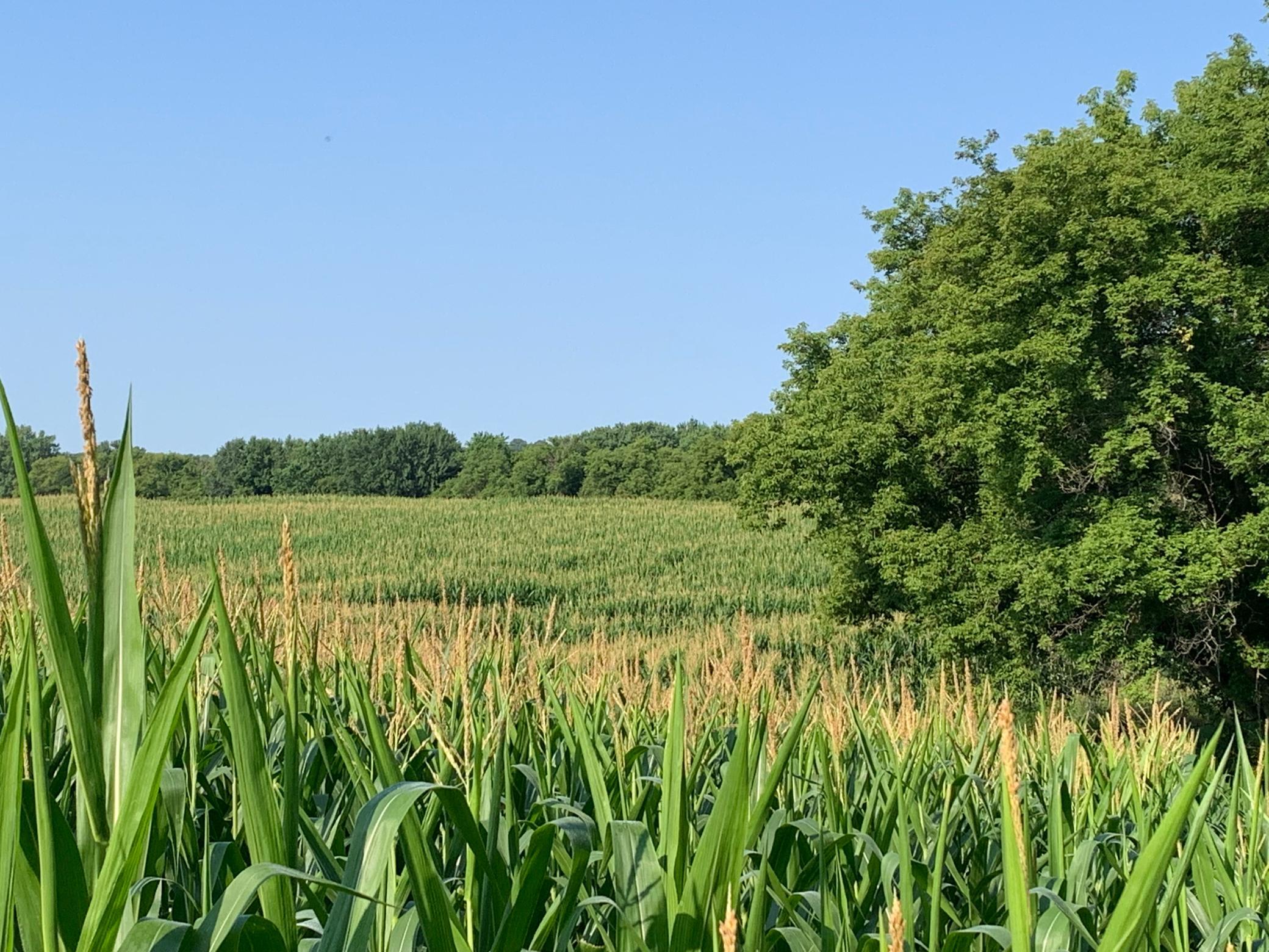 Tbd 75th Street Northwest Rochester, MN 55901 - Photo 27 of 42